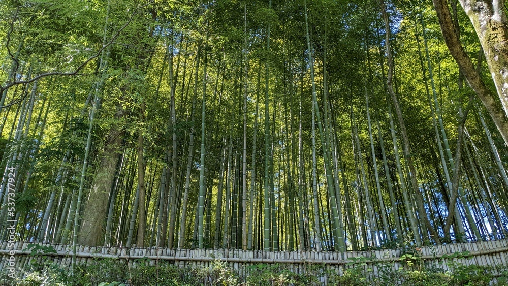 Fototapeta premium bamboo grove