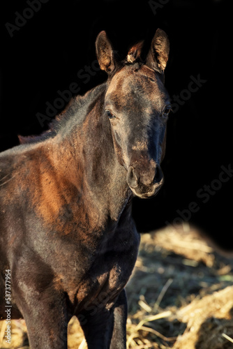 portrait of black colt posing in paddock at sunny autumn day. farm life