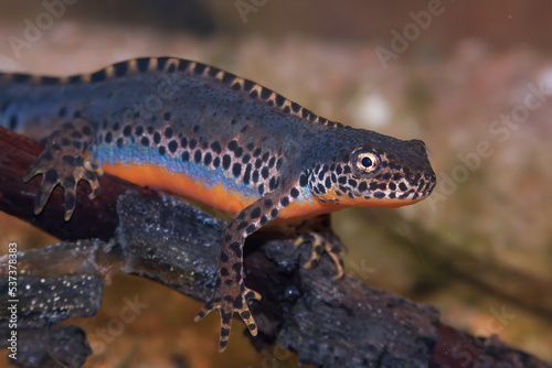 Closeup on a colorful blue male Alpine newt, Ichthyosaura alpestris underwater