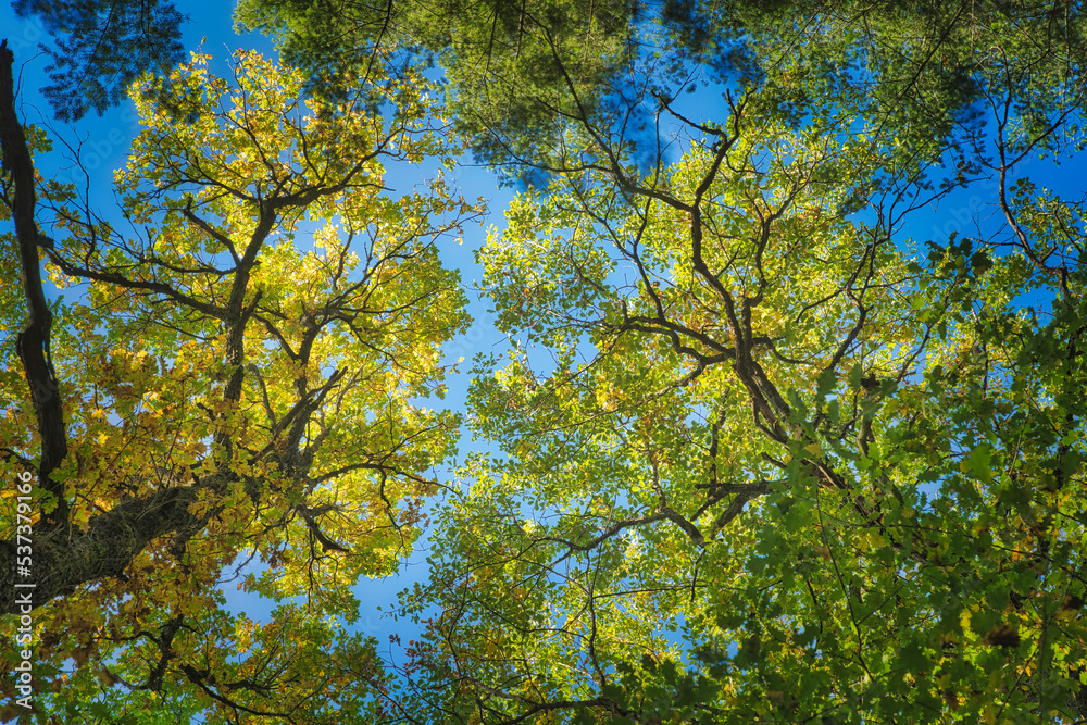 Some beautiful trees set against the blue sky. Colorful Autmn in the forest. Look up to the treetop Some beautiful trees set against the blue sky. Colorful Autmn in the forest. Look up to the treetop