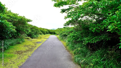 三原山ハイキングコースの遊歩道