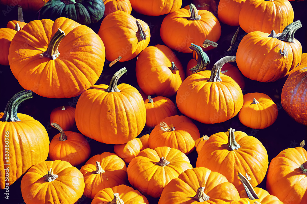 Harvested orange pumpkins background. Can be used as banner