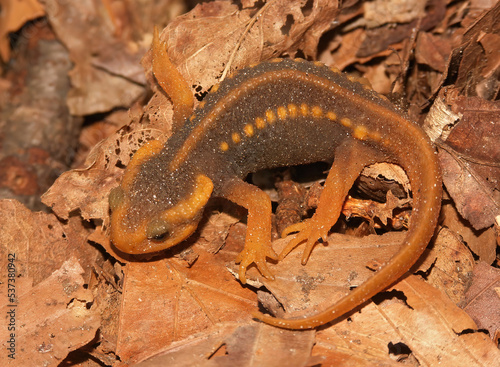 Closeup on a juvenile Burmese Crocodile newt, Tylototriton verrucosus, sitting on dried leafs photo