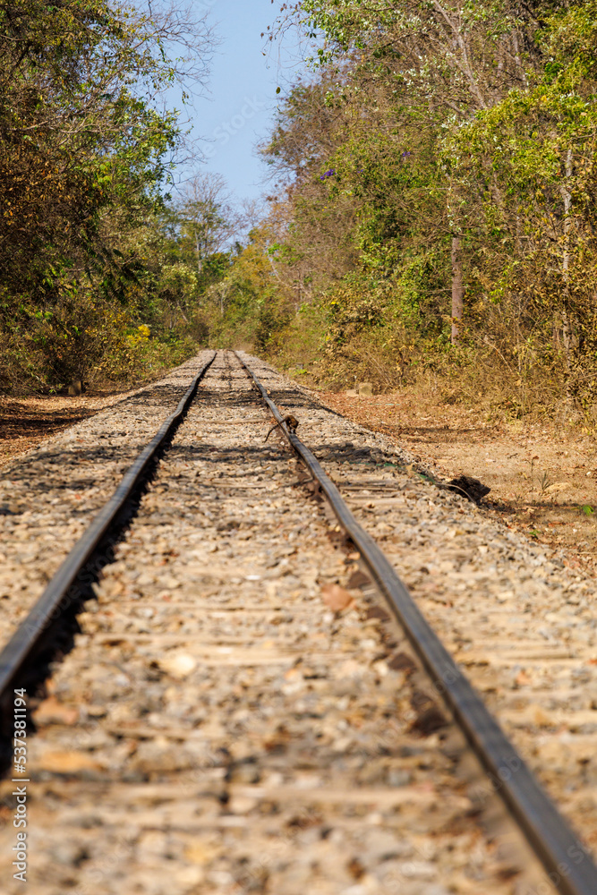 Fototapeta premium horseman on rail road in central brazil