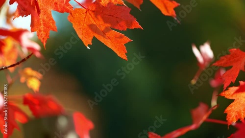 Wallpaper Mural Super slow motion of falling autumn maple leaves against clear blue sky. Filmed on high speed cinema camera, 1000 fps. Torontodigital.ca