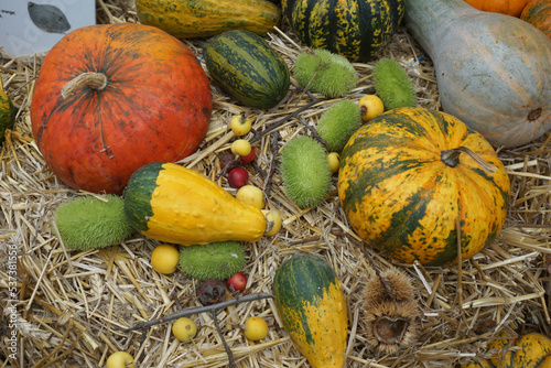 pumpkins group of festival of fall harvest
