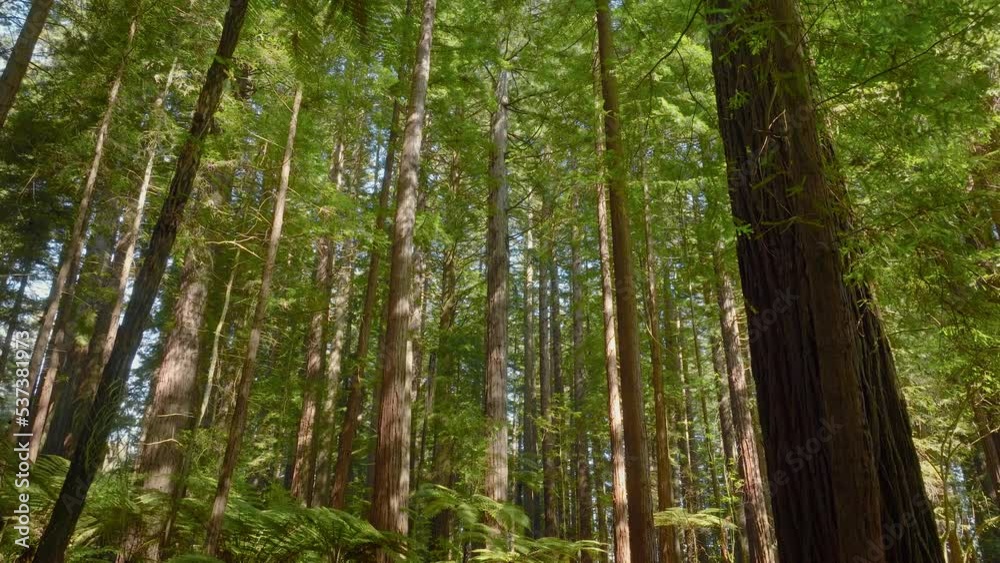 Sunshine breaks through a scenic redwood forest canopy Sunshine breaks through a scenic redwood forest canopy