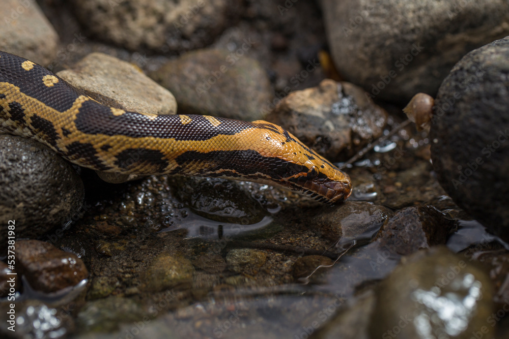 Borneo short-tailed blood python snake Python curtus breitensteini on the wild
Borneo short-tailed blood python snake Python curtus breitensteini on the wild