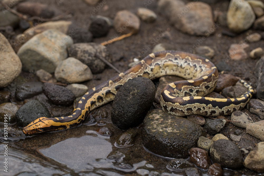 Borneo short-tailed blood python snake Python curtus breitensteini on the wild
Borneo short-tailed blood python snake Python curtus breitensteini on the wild