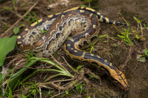 Borneo short-tailed blood python snake Python curtus breitensteini on the wild
