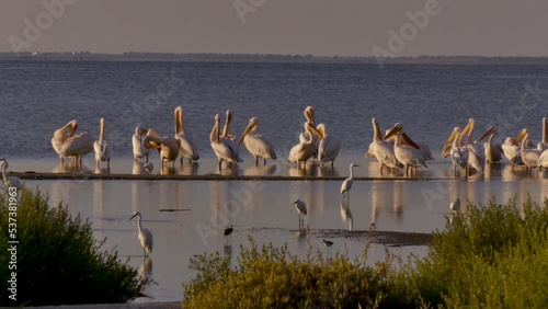 The great white pelicans (Pelecanus onocrotalus) in the shallow waters of the Tuzlovsky estuaries. They rest together and fish together.  photo