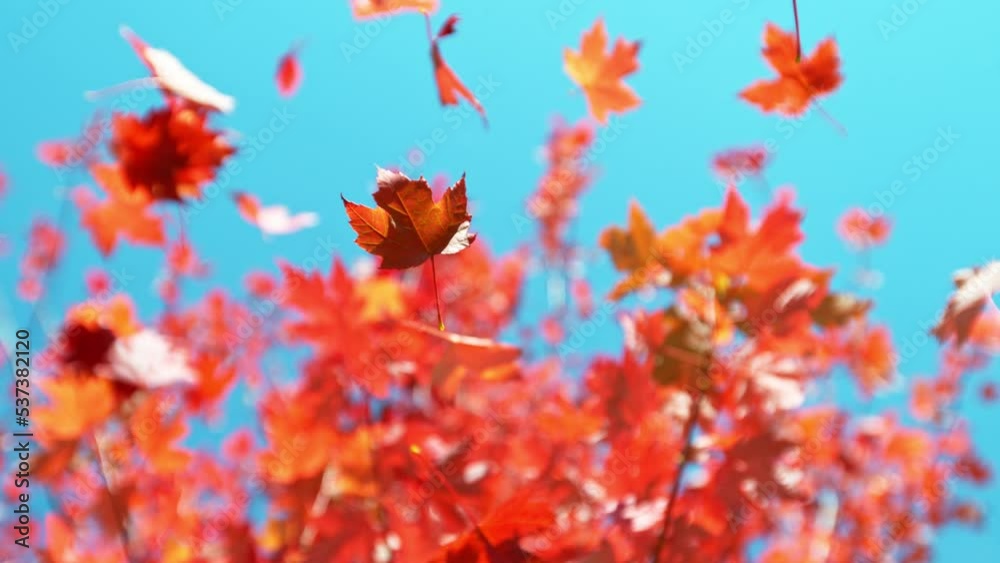 Super slow motion of falling autumn maple leaves against clear blue sky. Filmed on high speed cinema camera, 1000 fps.