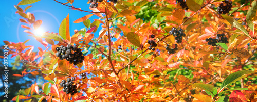 Black ripe chokeberry berries growing on autumn shrub with bright colorful leaves photo