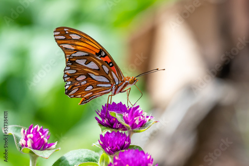 butterfly on flower