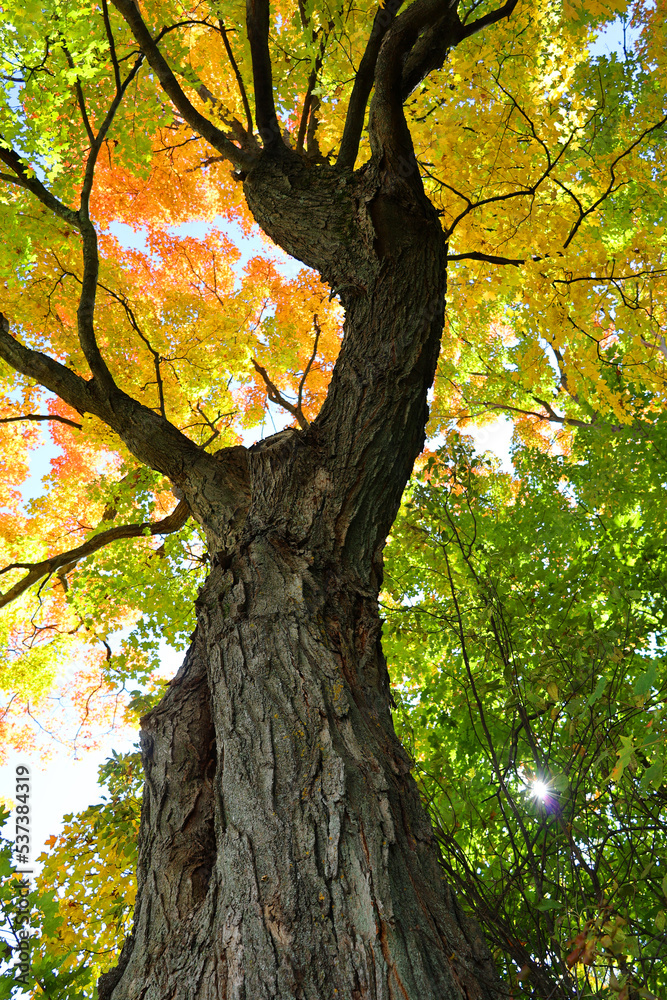 Naklejka premium North america fall landscape trees from the bottom eastern townships Bromont Quebec province Canada
