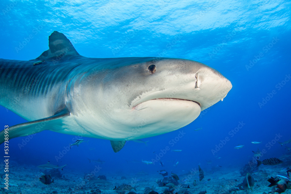 Fototapeta premium Tiger shark