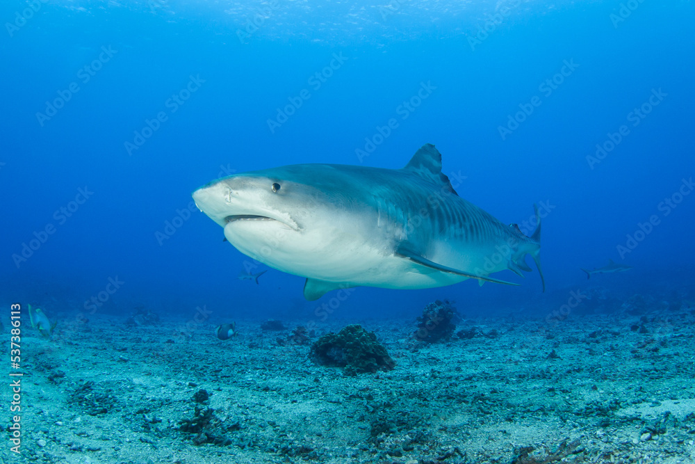 Fototapeta premium Tiger shark