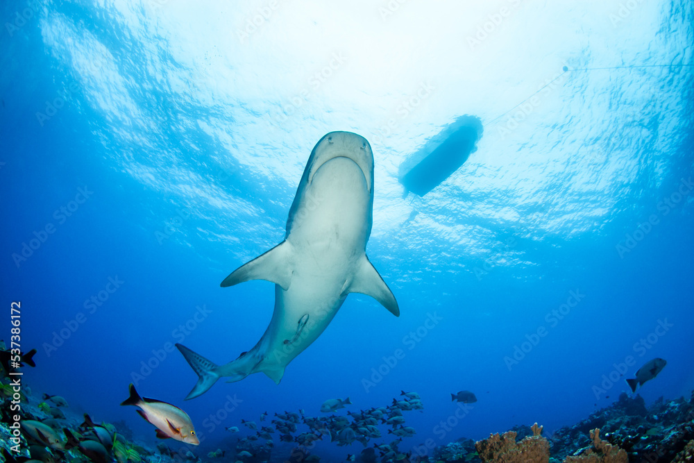 Fototapeta premium Tiger shark