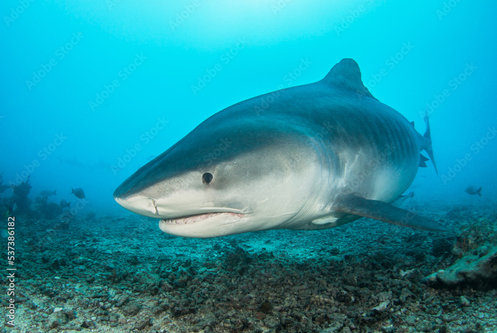 Fototapeta premium Tiger shark