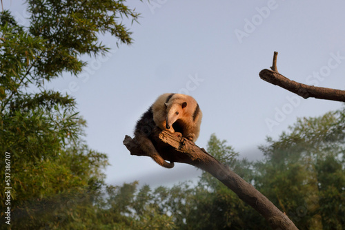 anteater portrait 
