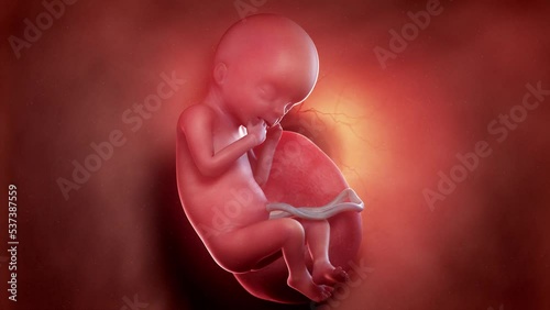 3d rendered animation of  a human fetus week 18 photo