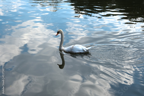 Close up white swan on the lake with reflection inside water.