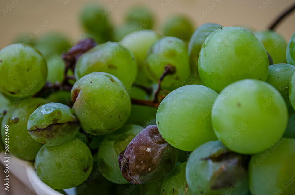 Obraz premium green grapes on a vine