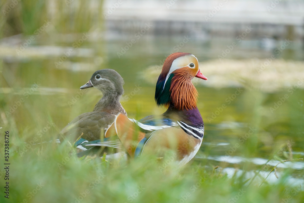 couple of mandarin ducks looking at Banyoles lake