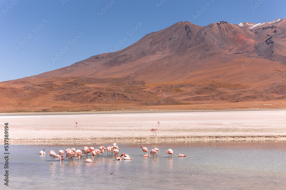 Fototapeta premium Flamencos en paisaje desértico frente a volcán