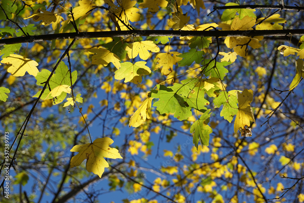 fall leaves line in yellow and seledyn fall leaves line in yellow and seledyn