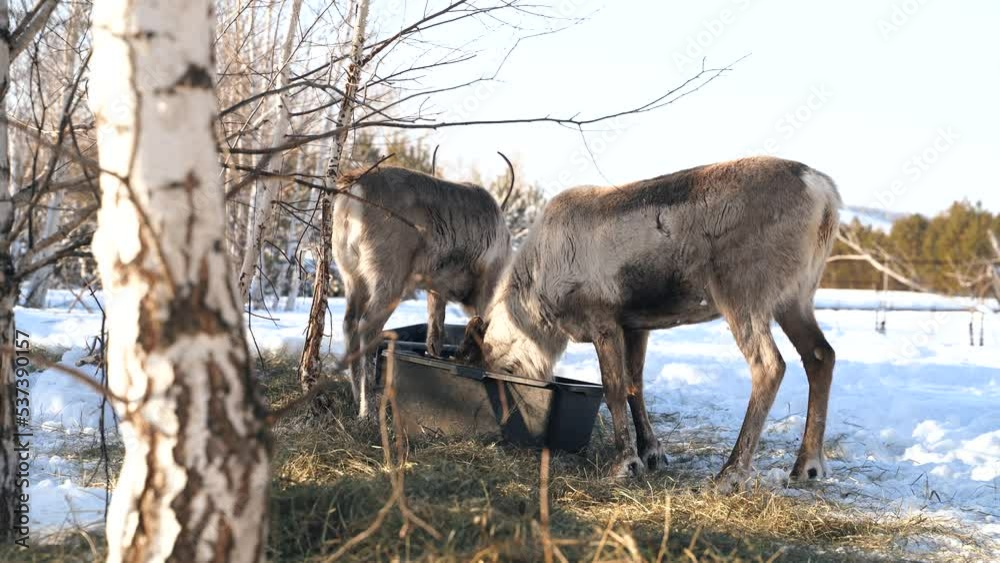 An adult deer shedding its old antlers at the end of winter An adult deer shedding its old antlers at the end of winter