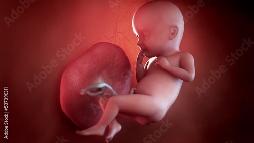 3d rendered animation of  a human fetus week 32 photo