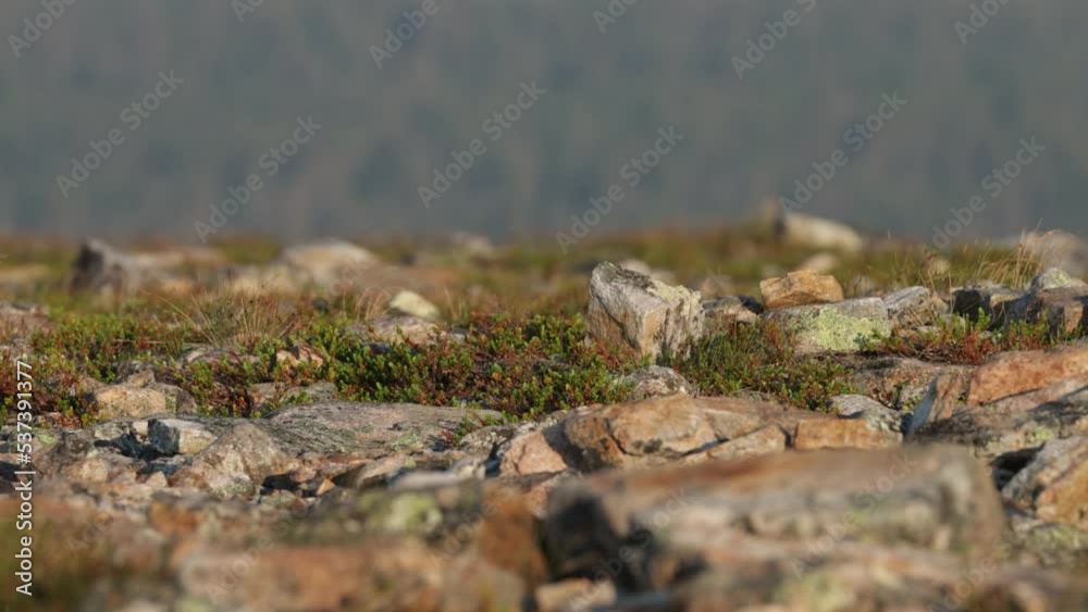Rock ptarmigan walking on a rocky ground on a summery hilltop in Urho Kekkonen National Park, Northern Finland Rock ptarmigan walking on a rocky ground on a summery hilltop in Urho Kekkonen National Park, Northern Finland