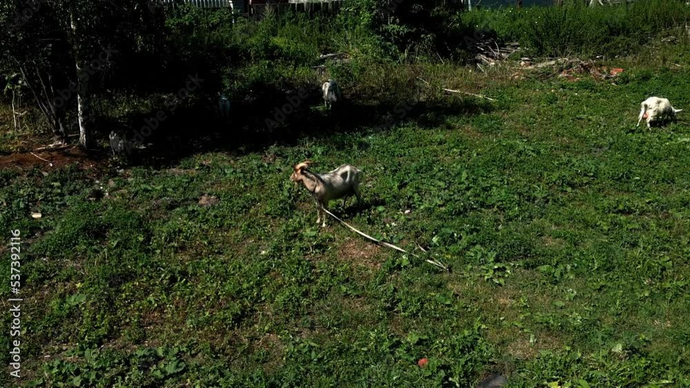 Goat in the village in sunny clear weather Goat in the village in sunny clear weather