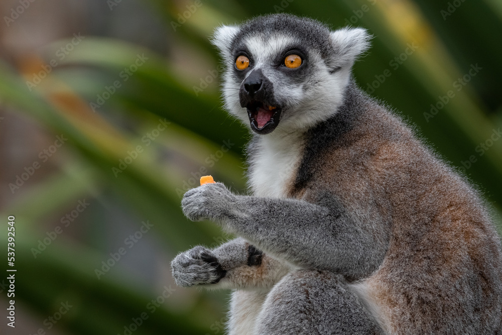 lemur lemur