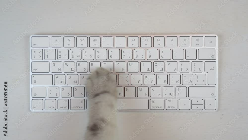 Gray cat paw uses keyboard. The cat is typing on a computer keyboard. Paw closeup top view.