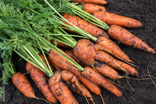 Bunch of organic dirty carrot harvest with tops in garden on soil, ground