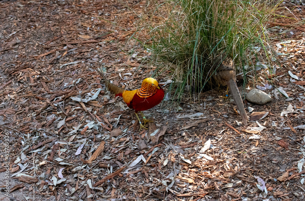 Golden pheasant (Chrysolophus pictus) Golden pheasant (Chrysolophus pictus)