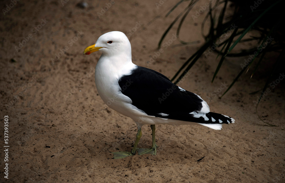 Fototapeta premium Kelp Gull (Larus dominicanus)