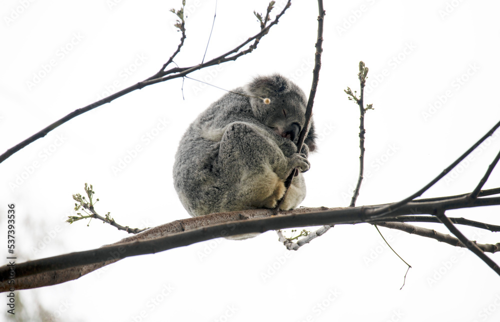 Fototapeta premium Koala ( Phascolarctos cinereus)