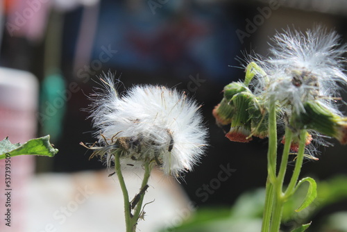 Sintrong is a type of plant belonging to the Asteraceae tribe.  This herb is generally found wild as a weed on roadsides, in gardens, or on abandoned lands;  at an altitude above 200 m above sea level photo