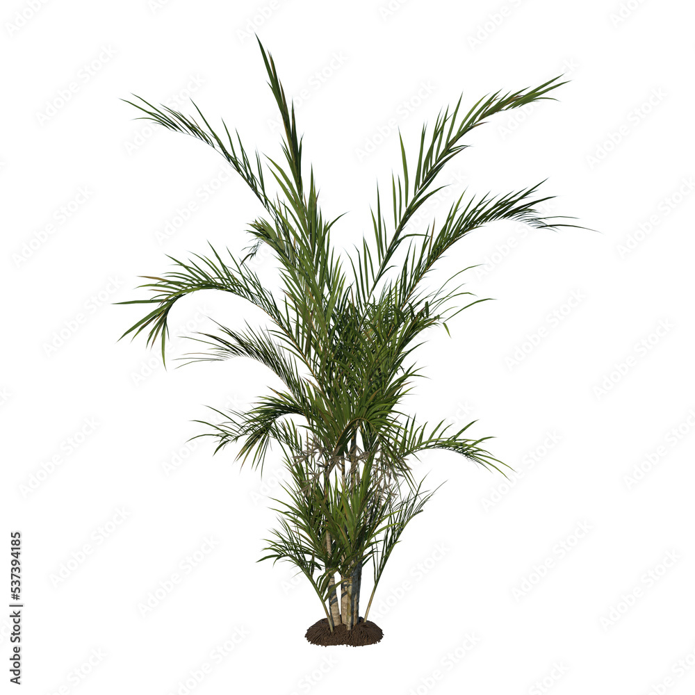 Front view tree (Young Butterfly Palm Areca tree 2 ) png