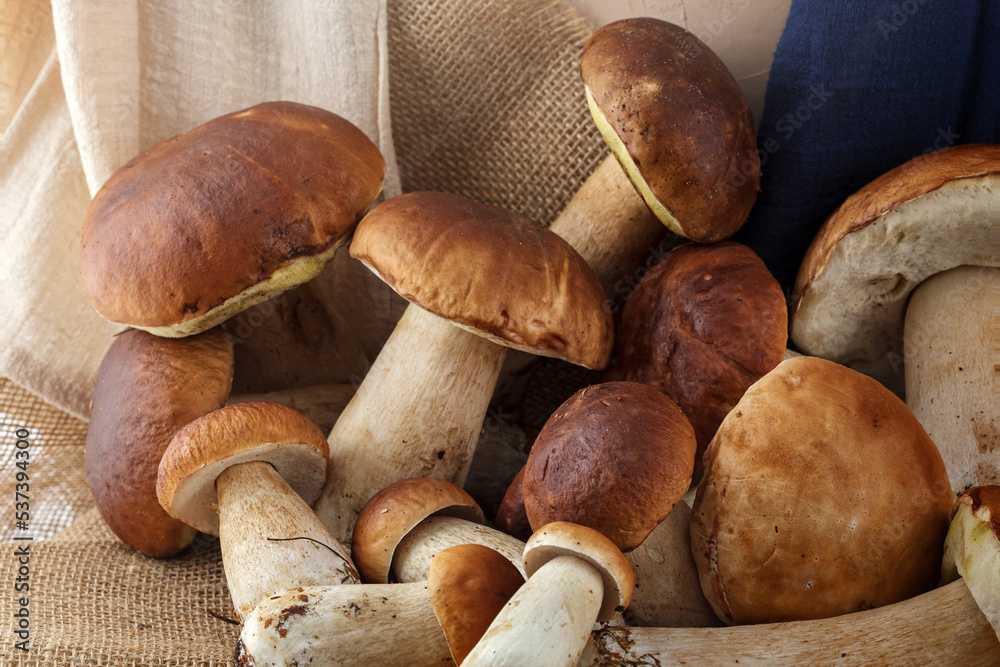 Fat freshly picked boletus on an antique rustic tablecloth