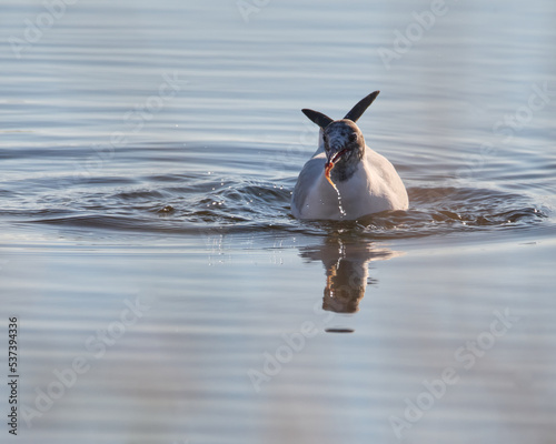 Gaviota reidora alimentándose photo