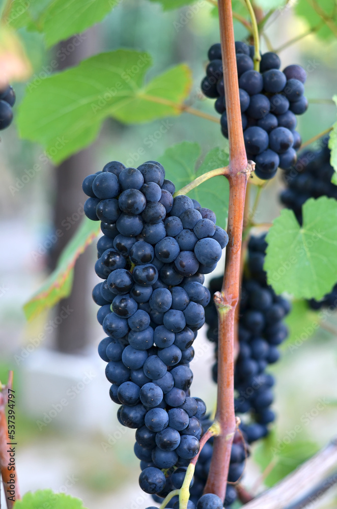 Close-up of a bunch of red varietal grapes on the vine. Winemaking concept.