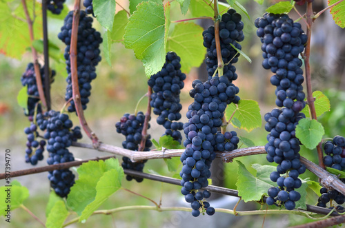 Ripe grape clusters ready for harvest. Winemaking concept.