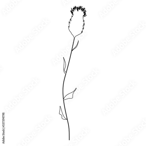 Outline Thistle Flower on Branch. Floral Illustration. Hand drawn continuous line wild elegant herb. Modern botanical rustic greenery. 