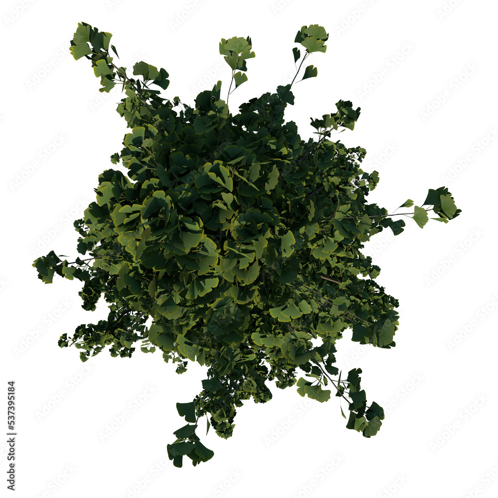 Obraz premium Top view tree ( Adolescent Gingkgo Biloba tree 1 ) png