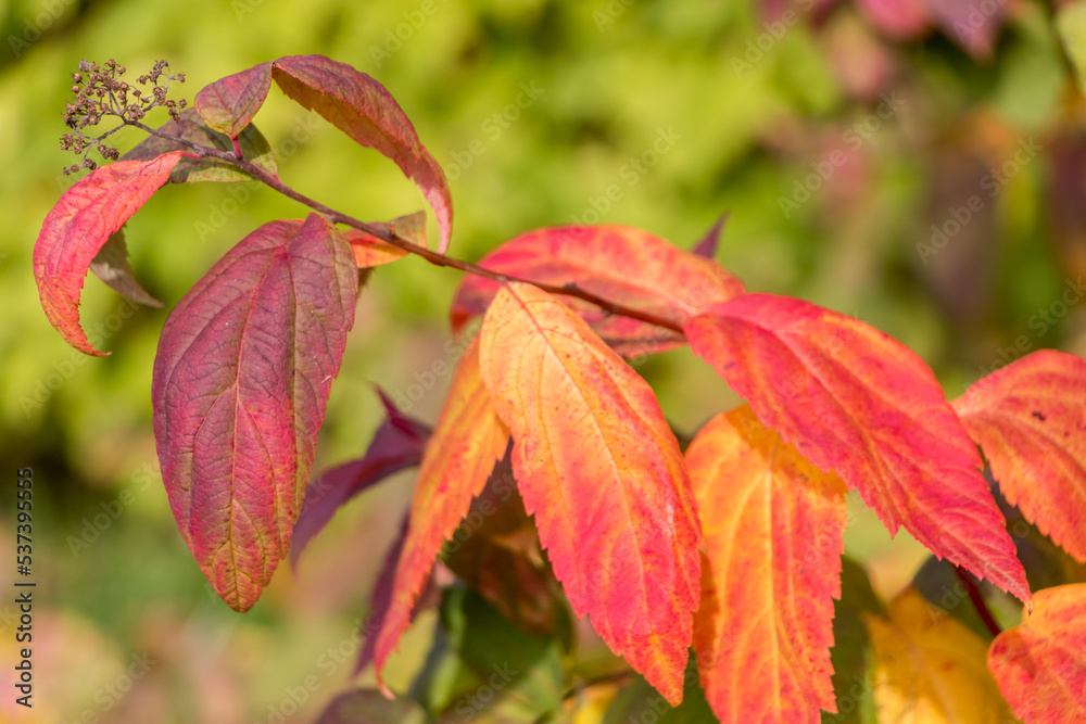 colorful bright autumn leaves on the branches. natural autumn background colorful bright autumn leaves on the branches. natural autumn background