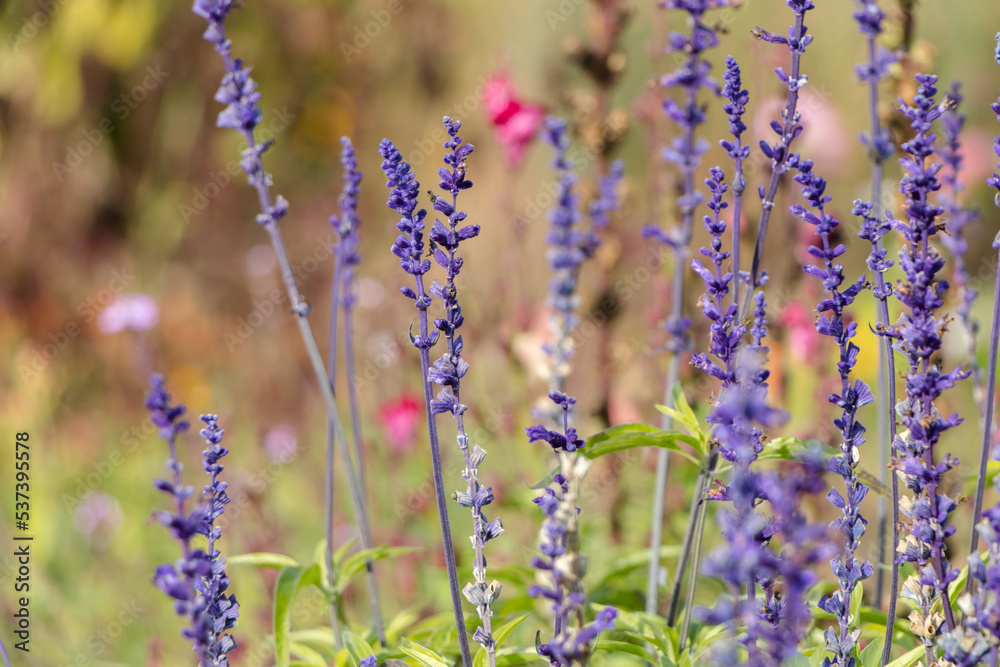 Fototapeta premium purple sprigs of lavender in the garden. natural flower background.